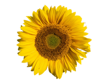 design sem nome (3)